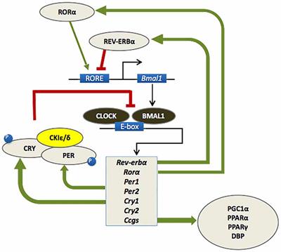 Neurodegeneration and the Circadian Clock